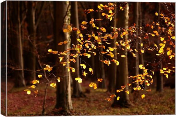 Sunlit beech leaves Snowshill woods Cotswolds  Canvas Print by Simon Johnson