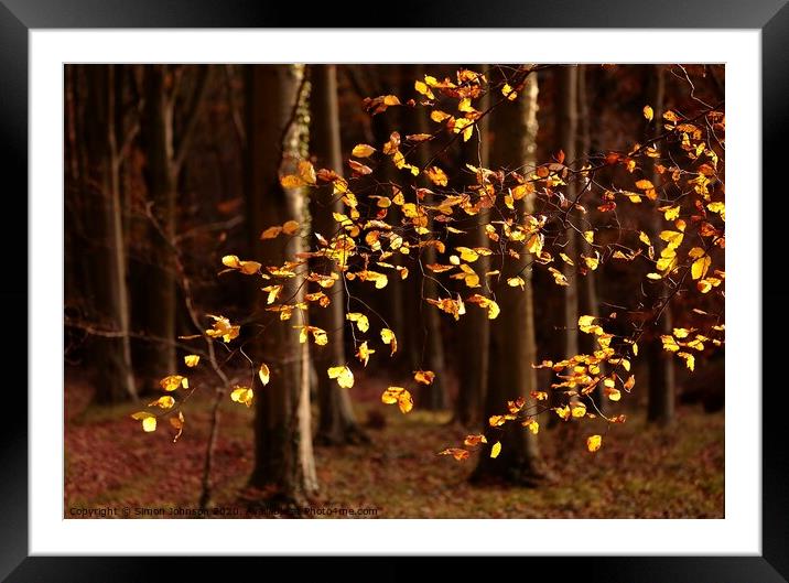 Sunlit beech leaves Snowshill woods Cotswolds  Framed Mounted Print by Simon Johnson