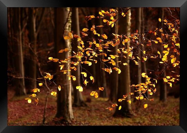Sunlit beech leaves Snowshill woods Cotswolds  Framed Print by Simon Johnson