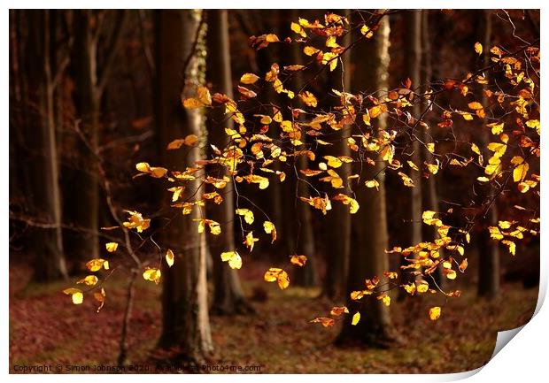 Sunlit beech leaves Snowshill woods Cotswolds  Print by Simon Johnson