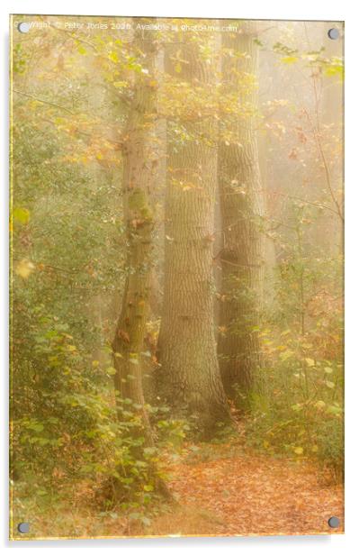 Three Beech Trees Acrylic by Peter Jones