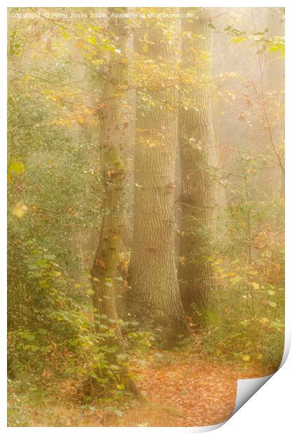 Three Beech Trees Print by Peter Jones