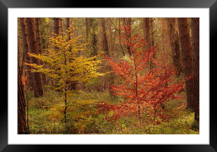 twin trees Framed Mounted Print by Simon Johnson
