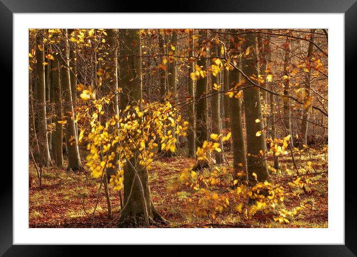 Morning sunlight autumn woodland Framed Mounted Print by Simon Johnson