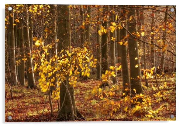 Morning sunlight autumn woodland Acrylic by Simon Johnson