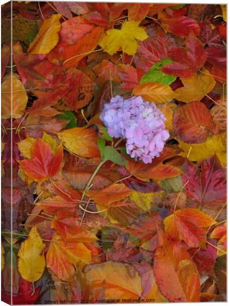 Hydranger Flower Canvas Print by Simon Johnson