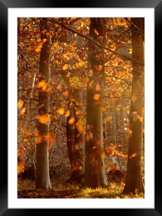 Sunlit  autumn morning Framed Mounted Print by Simon Johnson