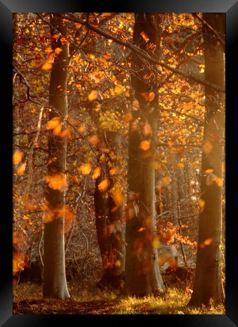 Sunlit  autumn morning Framed Print by Simon Johnson