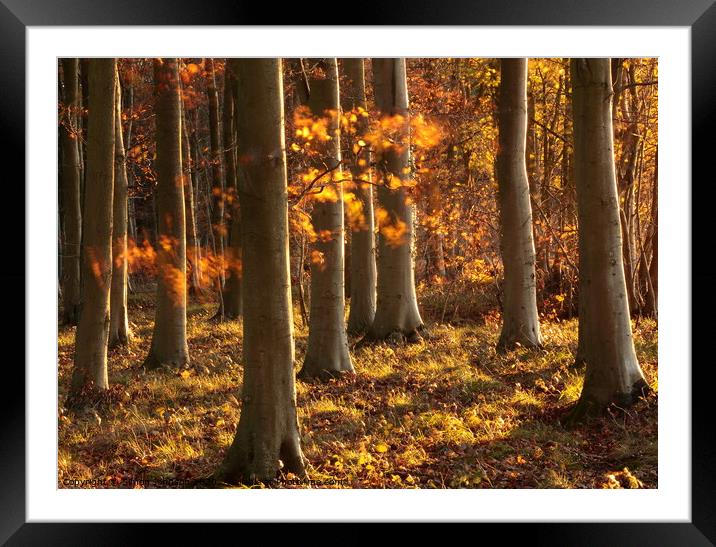 Autumn Beechwood  Framed Mounted Print by Simon Johnson