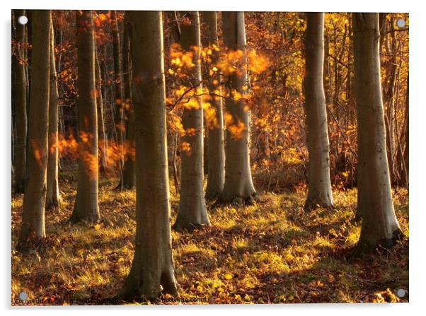 Autumn Beechwood  Acrylic by Simon Johnson