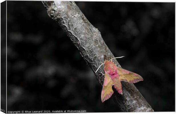 Small elephant hawk moth colors pop as it meets an ant on a grey and brown barked branch. Canvas Print by Rhys Leonard