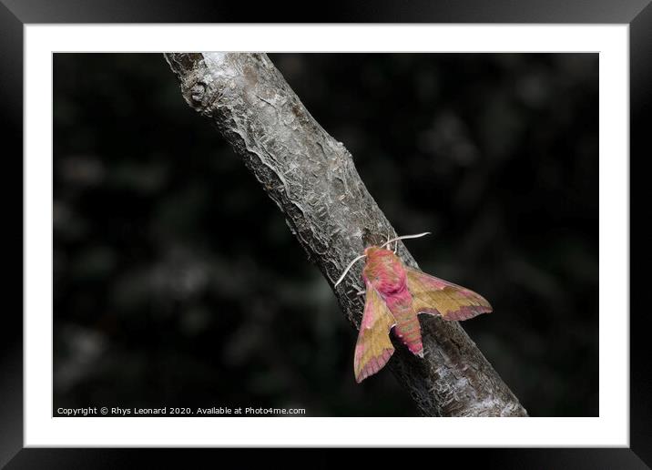 Small elephant hawk moth colors pop as it meets an ant on a grey and brown barked branch. Framed Mounted Print by Rhys Leonard