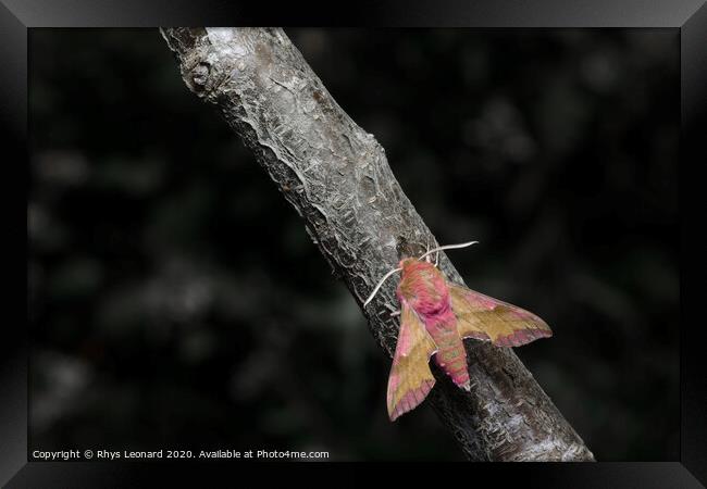 Small elephant hawk moth colors pop as it meets an ant on a grey and brown barked branch. Framed Print by Rhys Leonard