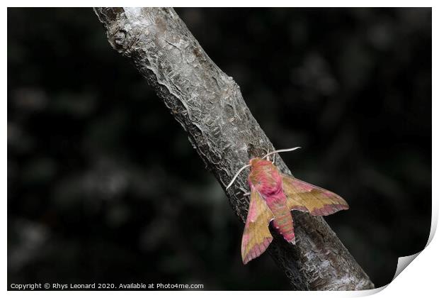 Small elephant hawk moth colors pop as it meets an ant on a grey and brown barked branch. Print by Rhys Leonard