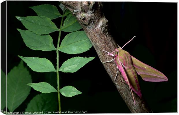 Large elephant hawk-moth perches on a red barked branch, adjacent to young green leaves. Canvas Print by Rhys Leonard