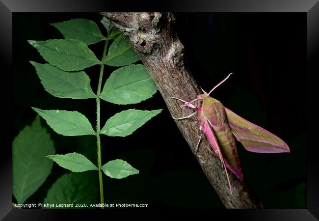 Large elephant hawk-moth perches on a red barked branch, adjacent to young green leaves. Framed Print by Rhys Leonard