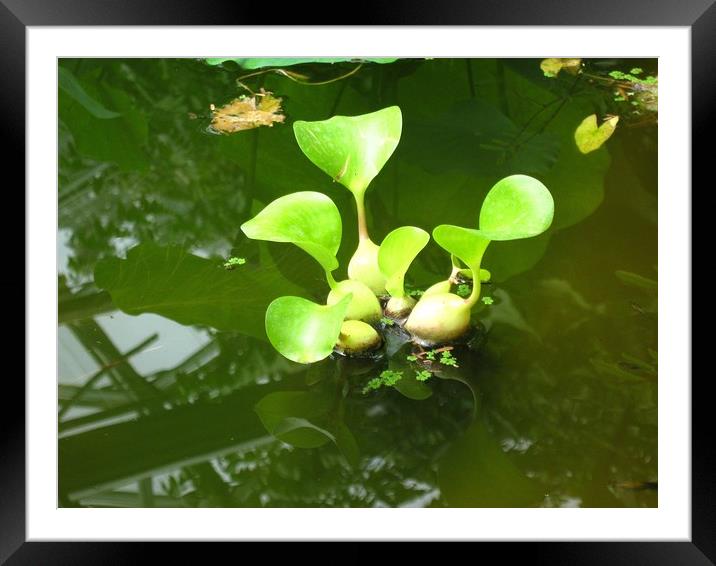 Water chestnuts afloat. Framed Mounted Print by Heather Goodwin