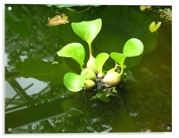 Water chestnuts afloat. Acrylic by Heather Goodwin