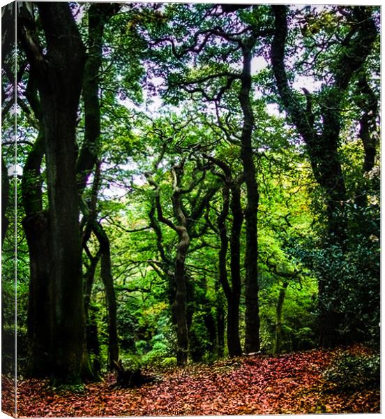 Twisted Trees - Clyne Gardens, Swansea Canvas Print by Paddy Art
