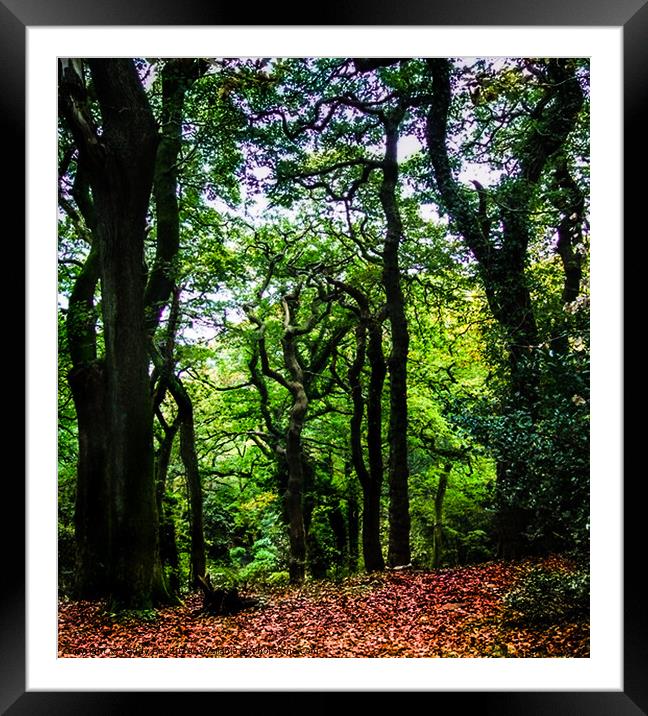 Twisted Trees - Clyne Gardens, Swansea Framed Mounted Print by Paddy Art