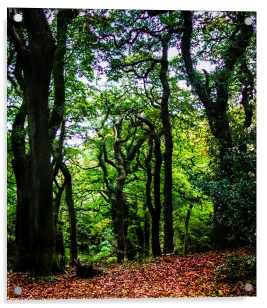 Twisted Trees - Clyne Gardens, Swansea Acrylic by Paddy Art