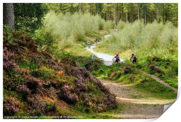 Cannock Chase Trails Print by Diana Mower