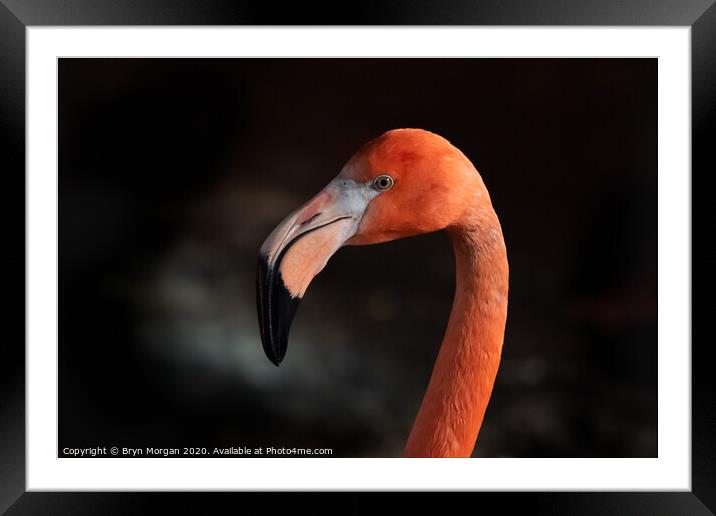 Flamingo Framed Mounted Print by Bryn Morgan