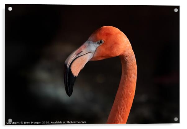 Flamingo Acrylic by Bryn Morgan