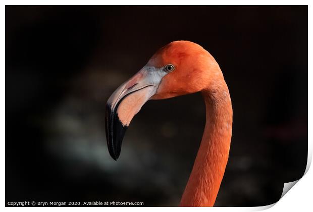 Flamingo Print by Bryn Morgan