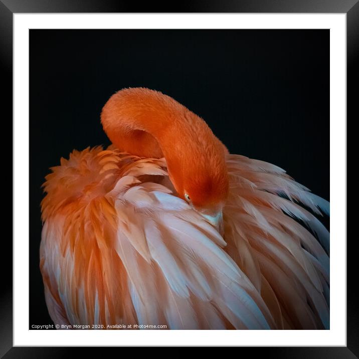 Flamingo preening itself Framed Mounted Print by Bryn Morgan