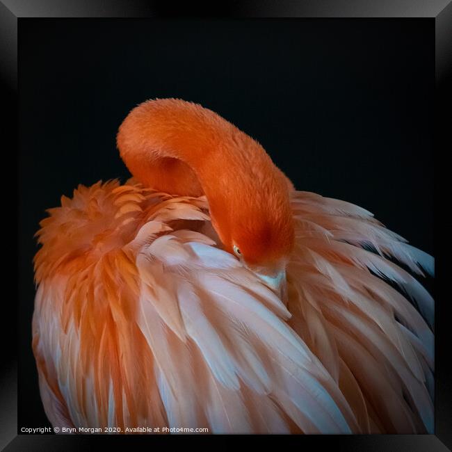 Flamingo preening itself Framed Print by Bryn Morgan