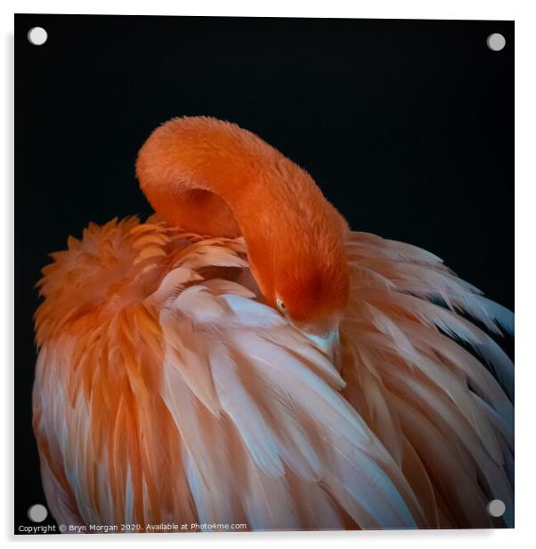 Flamingo preening itself Acrylic by Bryn Morgan
