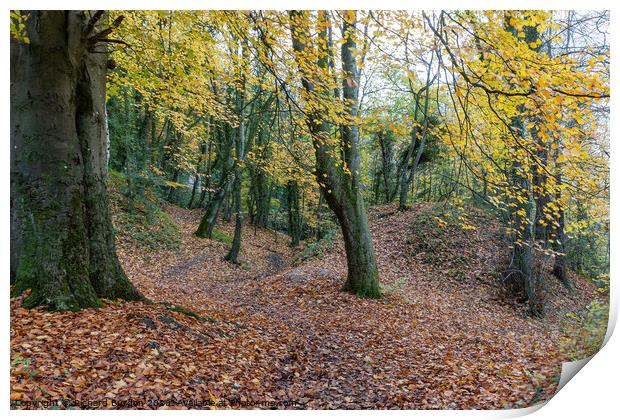A Walk In The Woods Print by Richard Burdon