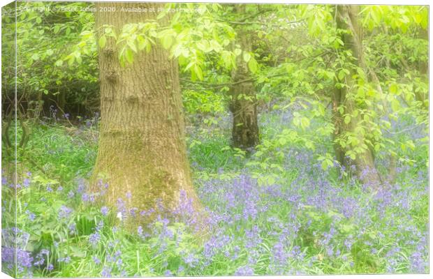 Spring colours and bluebells. Canvas Print by Peter Jones