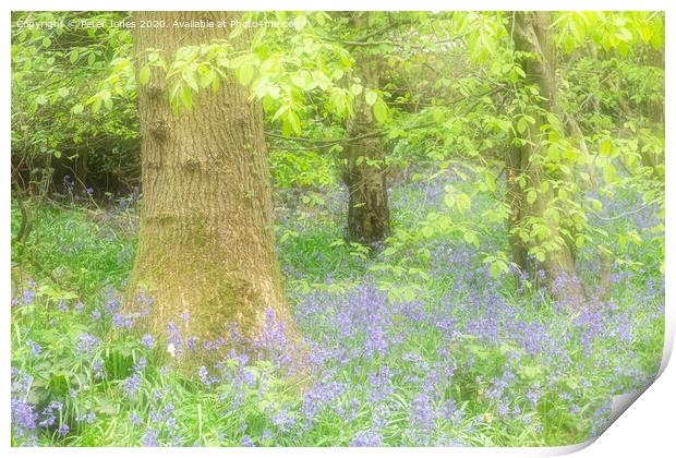 Spring colours and bluebells. Print by Peter Jones