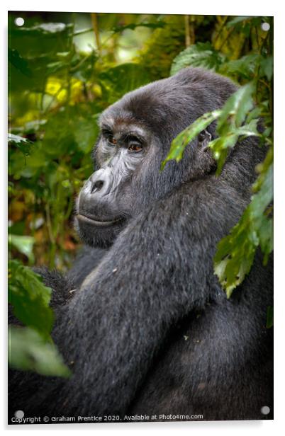 Mountain gorilla in Bwindi Impenetrable Forest, Ug Acrylic by Graham Prentice