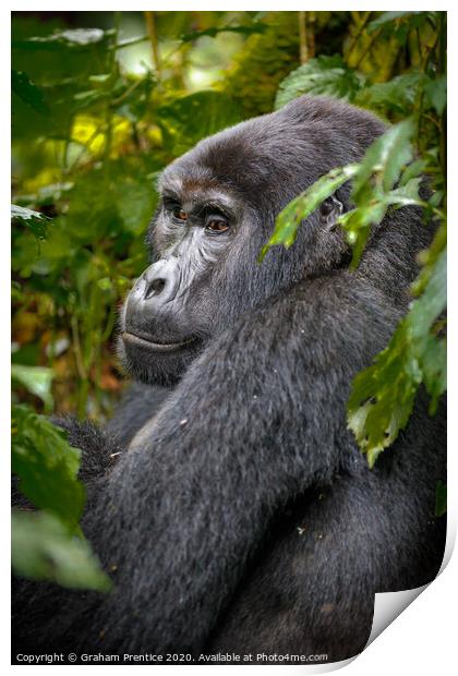 Mountain gorilla in Bwindi Impenetrable Forest, Ug Print by Graham Prentice