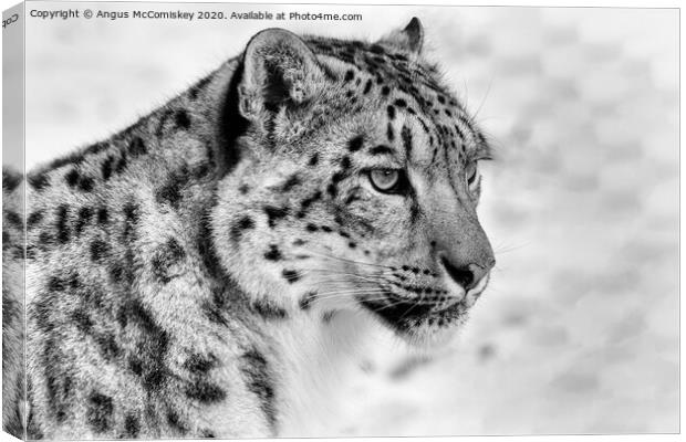 Snow leopard portrait mono Canvas Print by Angus McComiskey