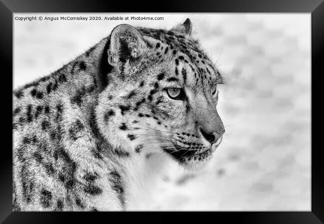 Snow leopard portrait mono Framed Print by Angus McComiskey