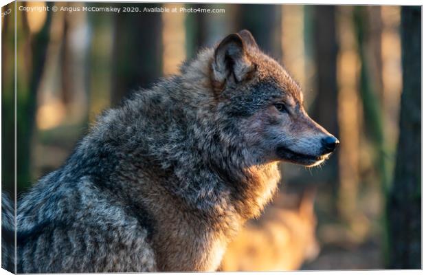 European grey wolf Canvas Print by Angus McComiskey