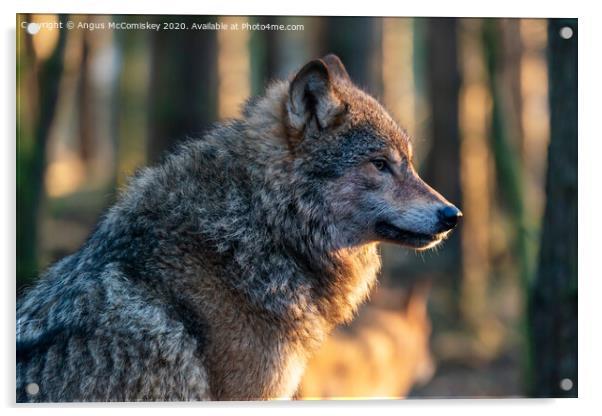 European grey wolf Acrylic by Angus McComiskey