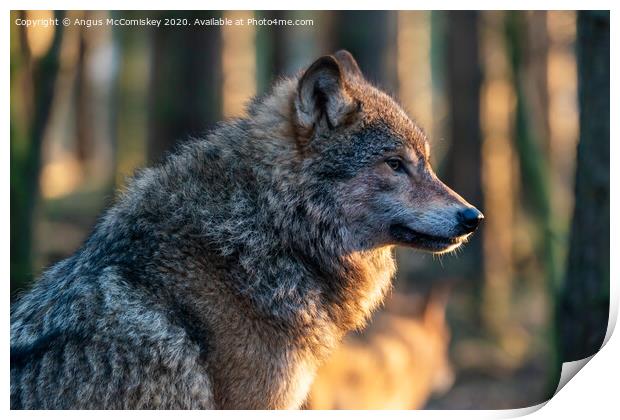 European grey wolf Print by Angus McComiskey