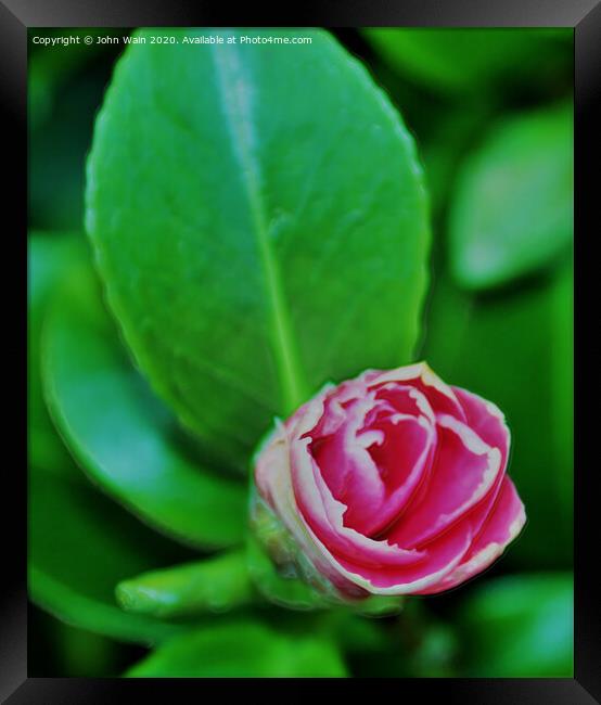 Pink Camellia (Digital Art) Framed Print by John Wain