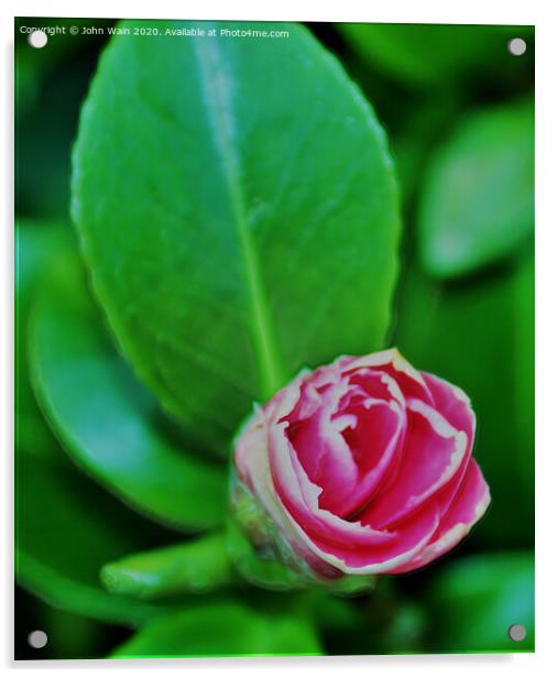 Pink Camellia (Digital Art) Acrylic by John Wain