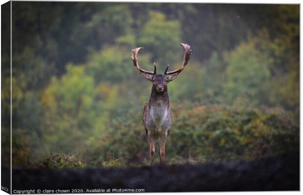 Autumn buck in the rain. Canvas Print by claire chown