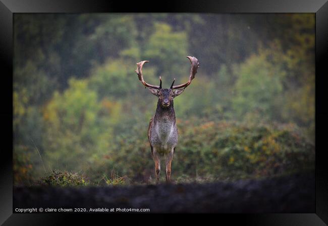 Autumn buck in the rain. Framed Print by claire chown