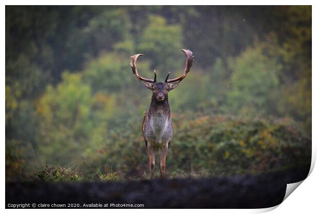 Autumn buck in the rain. Print by claire chown