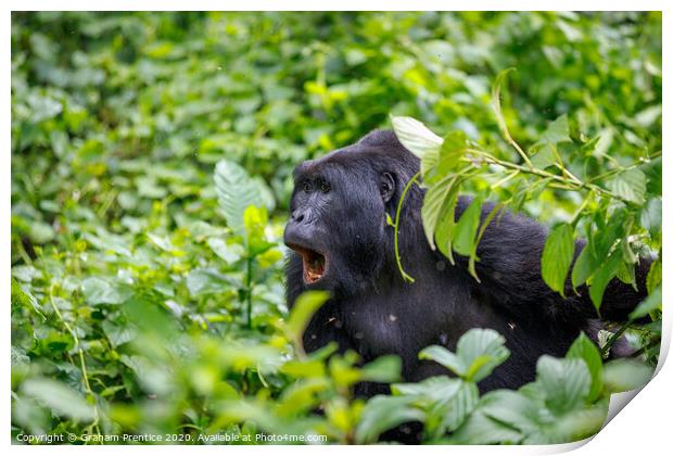 Mountain gorilla in Bwindi Impenetrable Forest Print by Graham Prentice