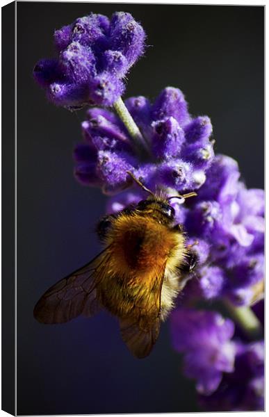 Bee on Lavender Canvas Print by Darren Burroughs