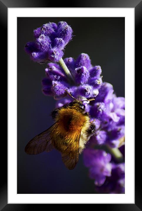Bee on Lavender Framed Mounted Print by Darren Burroughs